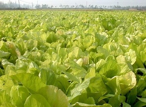 經(jīng)過(guò)太陽(yáng)能殺蟲(chóng)燈防治后的白菜