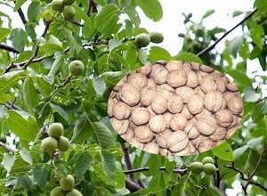 經(jīng)過太陽能殺蟲燈防治后的核桃圖片